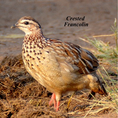 Crested Francolin